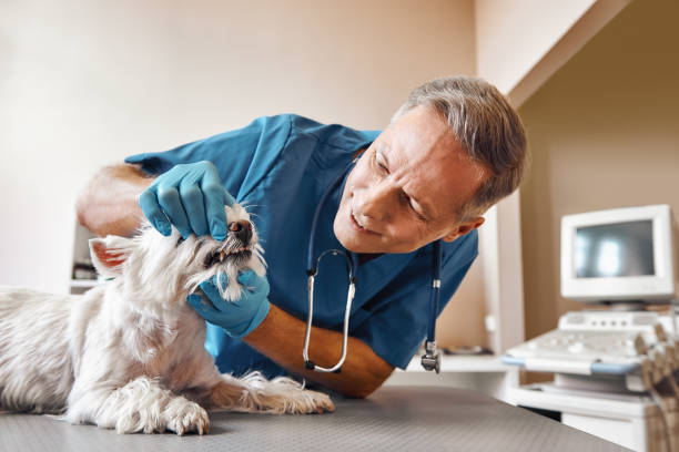 Best After-Hours Dental Trauma Care in Fowlerville, MI